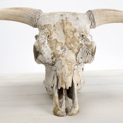 Vintage Steer Head Skull